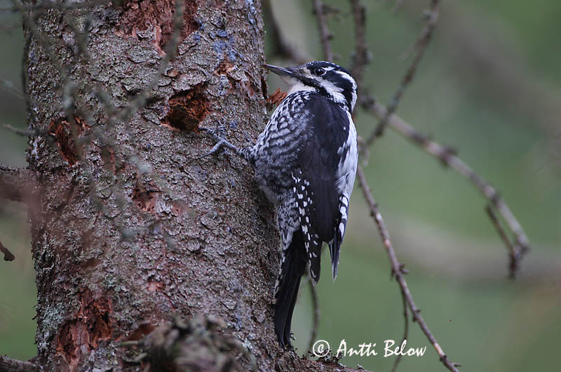Avainsanat: Tretået spætte Drieteenspecht Three-toed Woodpecker Kolmvarvas-rähn Pohjantikka Pic tridactyle Dreizehenspecht Háromujjú hocsik Barkspæta Tretåspett Pica-pau-tridáctilo Picoides tridactylus Pico Tridáctilo Tretåig hackspett