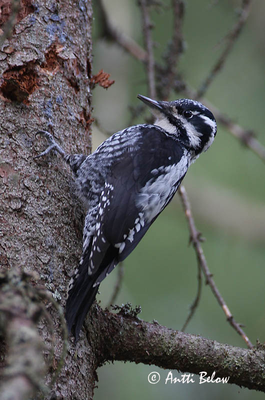 Avainsanat: Tretået spætte Drieteenspecht Three-toed Woodpecker Kolmvarvas-rähn Pohjantikka Pic tridactyle Dreizehenspecht Háromujjú hocsik Barkspæta Tretåspett Pica-pau-tridáctilo Picoides tridactylus Pico Tridáctilo Tretåig hackspett