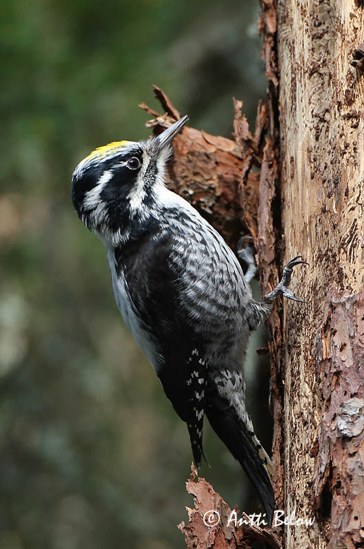 Avainsanat: Tretået spætte Drieteenspecht Three-toed Woodpecker Kolmvarvas-rähn Pohjantikka Pic tridactyle Dreizehenspecht Háromujjú hocsik Barkspæta Tretåspett Pica-pau-tridáctilo Picoides tridactylus Pico Tridáctilo Tretåig hackspett