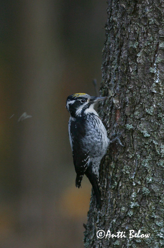 Avainsanat: Tretået spætte Drieteenspecht Three-toed Woodpecker Kolmvarvas-rähn Pohjantikka Pic tridactyle Dreizehenspecht Háromujjú hocsik Barkspæta Tretåspett Pica-pau-tridáctilo Picoides tridactylus Pico Tridáctilo Tretåig hackspett