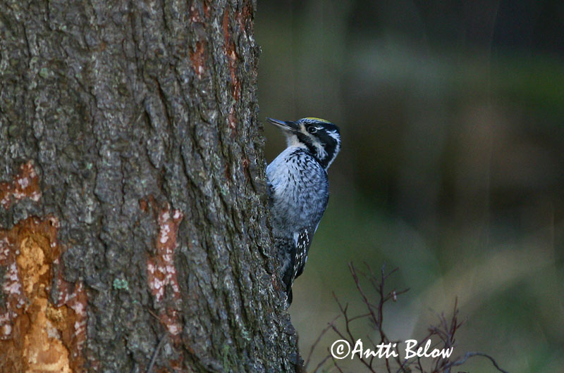 Avainsanat: Tretået spætte Drieteenspecht Three-toed Woodpecker Kolmvarvas-rähn Pohjantikka Pic tridactyle Dreizehenspecht Háromujjú hocsik Barkspæta Tretåspett Pica-pau-tridáctilo Picoides tridactylus Pico Tridáctilo Tretåig hackspett
