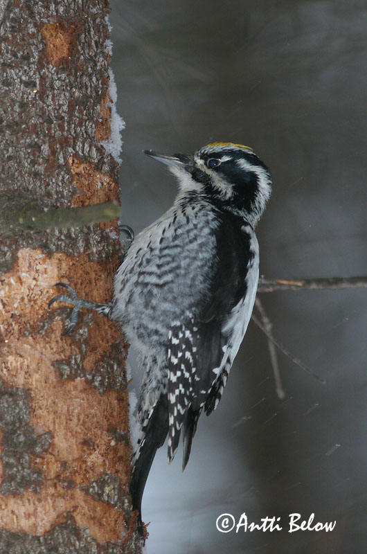Avainsanat: Tretået spætte Drieteenspecht Three-toed Woodpecker Kolmvarvas-rähn Pohjantikka Pic tridactyle Dreizehenspecht Háromujjú hocsik Barkspæta Tretåspett Pica-pau-tridáctilo Picoides tridactylus Pico Tridáctilo Tretåig hackspett