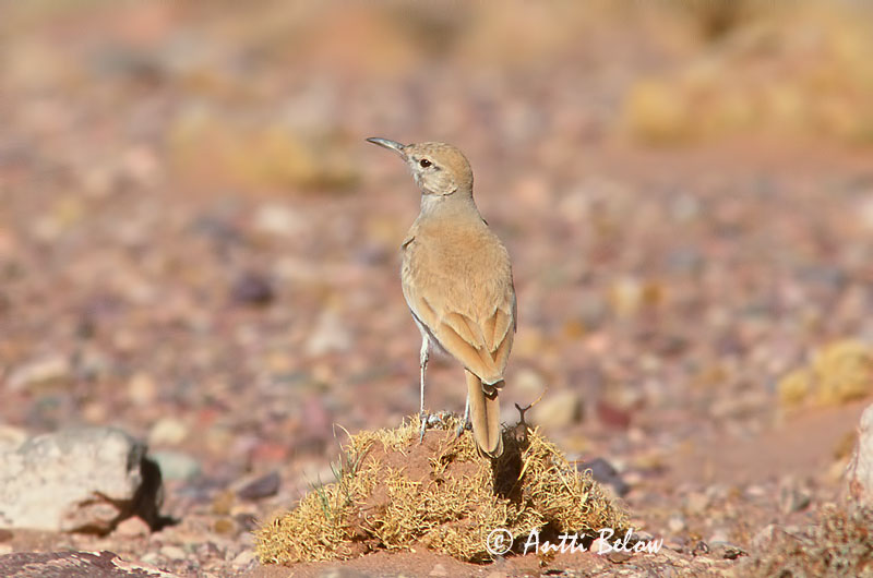 scanned
Avainsanat: Alosa puput Witbandleeuwerik Greater Hoopoe Lark Kirjosiipikiuru Sirli du désert Wüstenläuferlerche Langnebblerke Alaemon alaudipes Sirli Desértico Båglärka