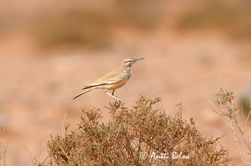 scanned
Avainsanat: Alosa puput Witbandleeuwerik Greater Hoopoe Lark Kirjosiipikiuru Sirli du désert Wüstenläuferlerche Langnebblerke Alaemon alaudipes Sirli Desértico Båglärka