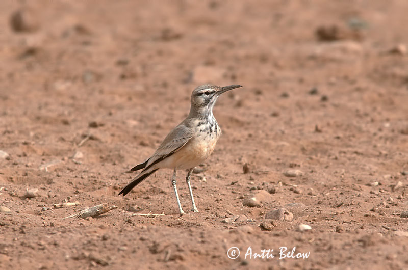 scanned
Avainsanat: Alosa puput Witbandleeuwerik Greater Hoopoe Lark Kirjosiipikiuru Sirli du désert Wüstenläuferlerche Langnebblerke Alaemon alaudipes Sirli Desértico Båglärka