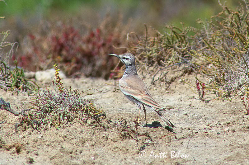 scanned
Avainsanat: Alosa puput Witbandleeuwerik Greater Hoopoe Lark Kirjosiipikiuru Sirli du désert Wüstenläuferlerche Langnebblerke Alaemon alaudipes Sirli Desértico Båglärka