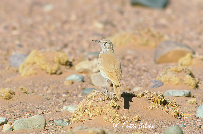 Avainsanat: Alosa puput Witbandleeuwerik Greater Hoopoe Lark Kirjosiipikiuru Sirli du désert Wüstenläuferlerche Langnebblerke Alaemon alaudipes Sirli Desértico Båglärka