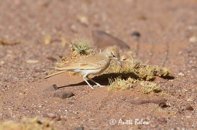 Avainsanat: Alosa puput Witbandleeuwerik Greater Hoopoe Lark Kirjosiipikiuru Sirli du désert Wüstenläuferlerche Langnebblerke Alaemon alaudipes Sirli Desértico Båglärka