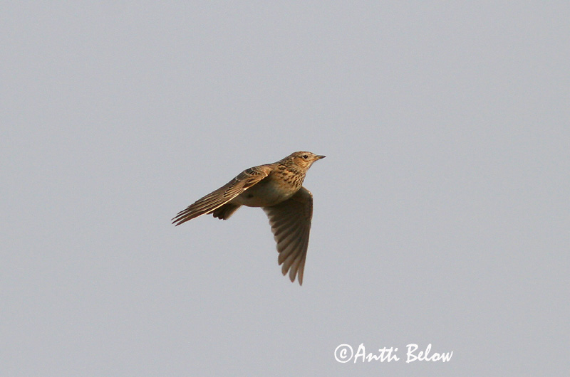 Avainsanat: Alosa vulgar Sanglærke Veldleeuwerik Eurasian Skylark Põldlõoke Kiuru Alouette des champs Feldlerche Mezei pacsirta Sönglævirki Sanglerke Laverca Alauda arvensis Alondra Común Sånglärka