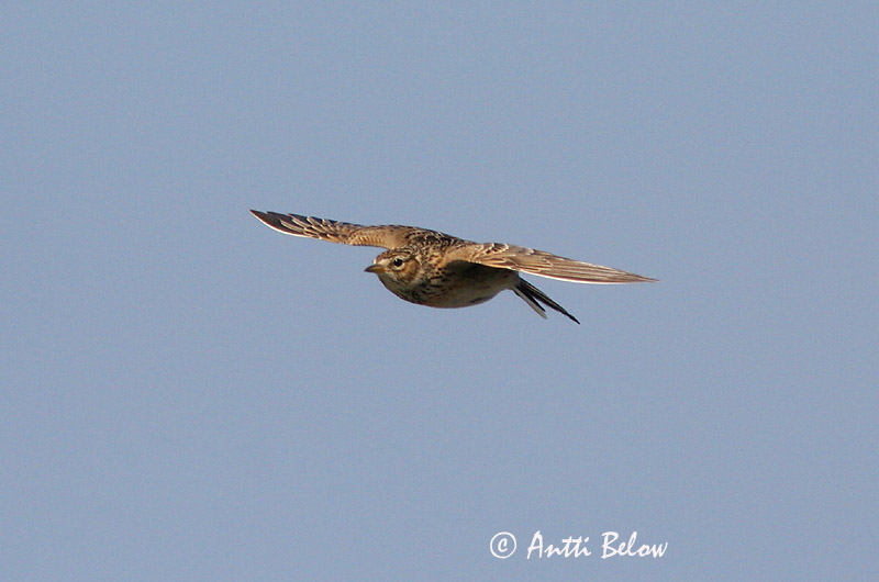 Avainsanat: Alosa vulgar Sanglærke Veldleeuwerik Eurasian Skylark Põldlõoke Kiuru Alouette des champs Feldlerche Mezei pacsirta Sönglævirki Sanglerke Laverca Alauda arvensis Alondra Común Sånglärka