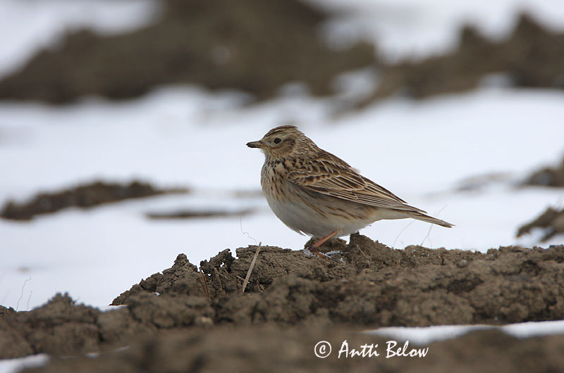 Avainsanat: Alosa vulgar Sanglærke Veldleeuwerik Eurasian Skylark Põldlõoke Kiuru Alouette des champs Feldlerche Mezei pacsirta Sönglævirki Sanglerke Laverca Alauda arvensis Alondra Común Sånglärka