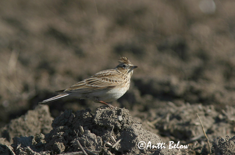 Avainsanat: Alosa vulgar Sanglærke Veldleeuwerik Eurasian Skylark Põldlõoke Kiuru Alouette des champs Feldlerche Mezei pacsirta Sönglævirki Sanglerke Laverca Alauda arvensis Alondra Común Sånglärka
