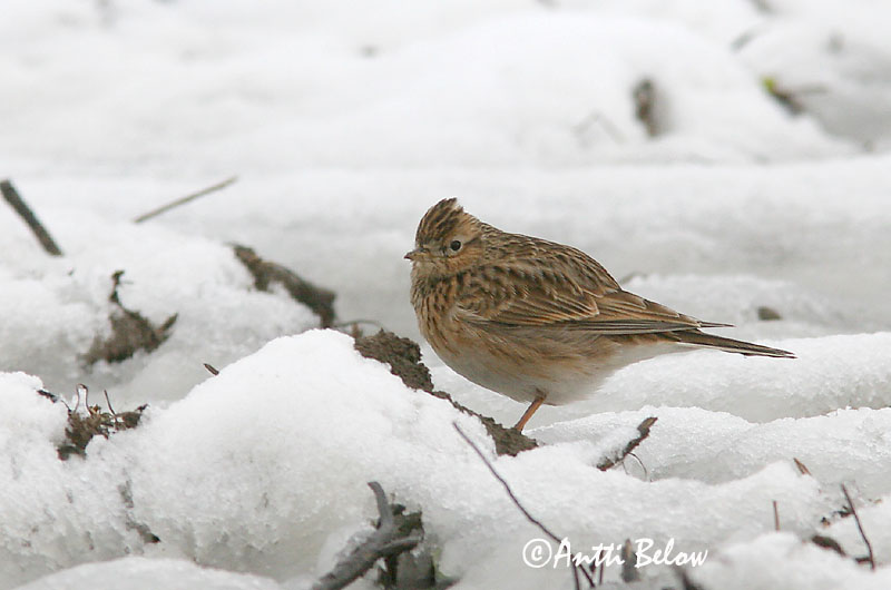 Avainsanat: Alosa vulgar Sanglærke Veldleeuwerik Eurasian Skylark Põldlõoke Kiuru Alouette des champs Feldlerche Mezei pacsirta Sönglævirki Sanglerke Laverca Alauda arvensis Alondra Común Sånglärka