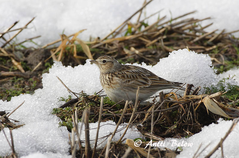 Avainsanat: Alosa vulgar Sanglærke Veldleeuwerik Eurasian Skylark Põldlõoke Kiuru Alouette des champs Feldlerche Mezei pacsirta Sönglævirki Sanglerke Laverca Alauda arvensis Alondra Común Sånglärka