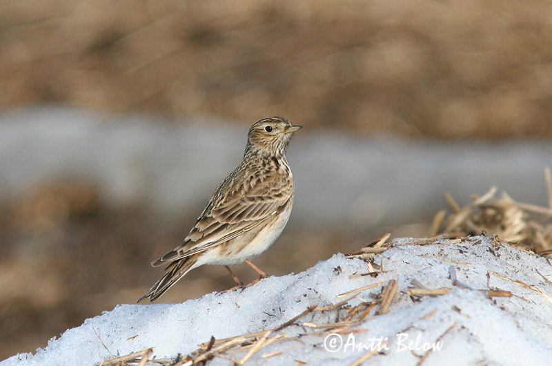 Avainsanat: Alosa vulgar Sanglærke Veldleeuwerik Eurasian Skylark Põldlõoke Kiuru Alouette des champs Feldlerche Mezei pacsirta Sönglævirki Sanglerke Laverca Alauda arvensis Alondra Común Sånglärka