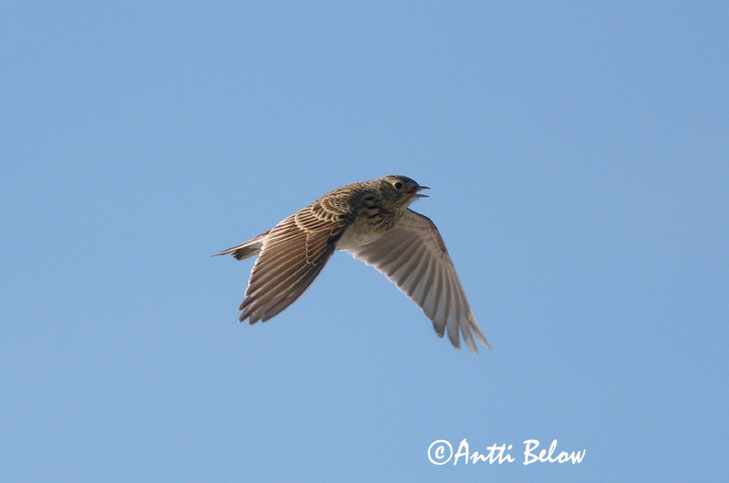 Avainsanat: Alosa vulgar Sanglærke Veldleeuwerik Eurasian Skylark Põldlõoke Kiuru Alouette des champs Feldlerche Mezei pacsirta Sönglævirki Sanglerke Laverca Alauda arvensis Alondra Común Sånglärka