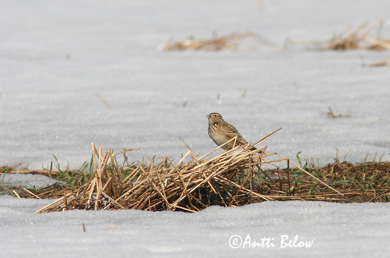 Avainsanat: Alosa vulgar Sanglærke Veldleeuwerik Eurasian Skylark Põldlõoke Kiuru Alouette des champs Feldlerche Mezei pacsirta Sönglævirki Sanglerke Laverca Alauda arvensis Alondra Común Sånglärka