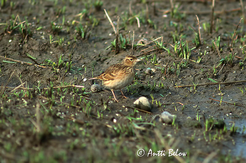 Avainsanat: Aasiankiuru Kleine veldleeuwerik Oriental Skylark Alouette gulgule Kleine Feldlerche Orientlerke Alauda gulgula Alondra India Mindre sånglärka