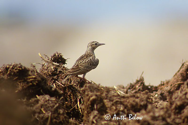 Avainsanat: Aasiankiuru Kleine veldleeuwerik Oriental Skylark Alouette gulgule Kleine Feldlerche Orientlerke Alauda gulgula Alondra India Mindre sånglärka