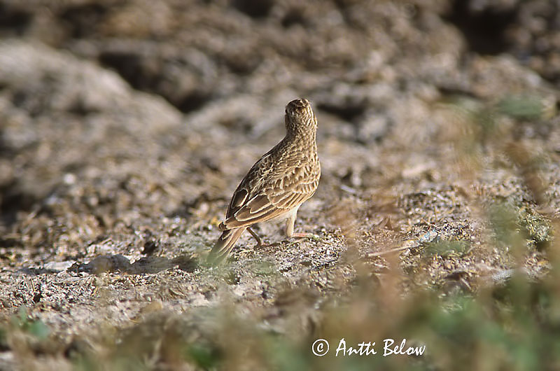 Avainsanat: Aasiankiuru Kleine veldleeuwerik Oriental Skylark Alouette gulgule Kleine Feldlerche Orientlerke Alauda gulgula Alondra India Mindre sånglärka