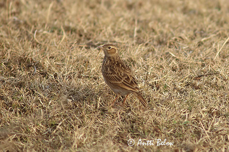 Avainsanat: Aasiankiuru Kleine veldleeuwerik Oriental Skylark Alouette gulgule Kleine Feldlerche Orientlerke Alauda gulgula Alondra India Mindre sånglärka