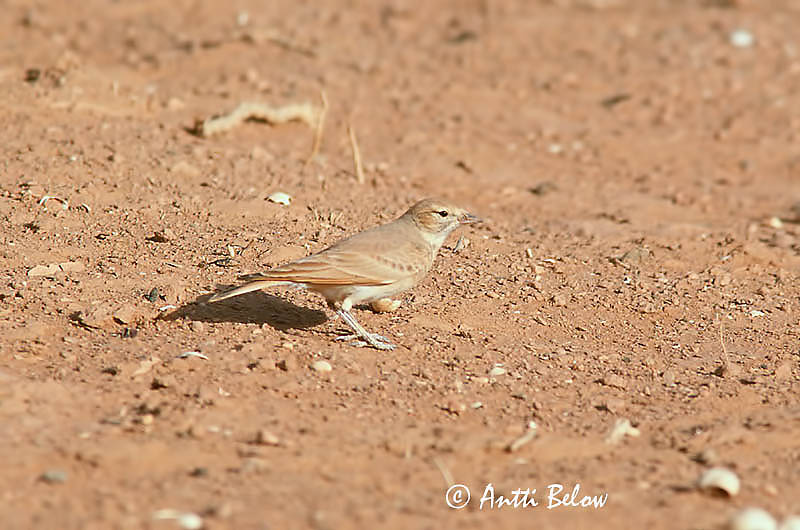 Avainsanat: Terrerola cuabarrada Rosse woestijnleeuwerik Bar-tailed Lark Pikkuaavikkokiuru Ammomane élégante Sandlerche Mørkhalelerke Ammomanes cincturus Terrera Colinegra Sandökenlärk