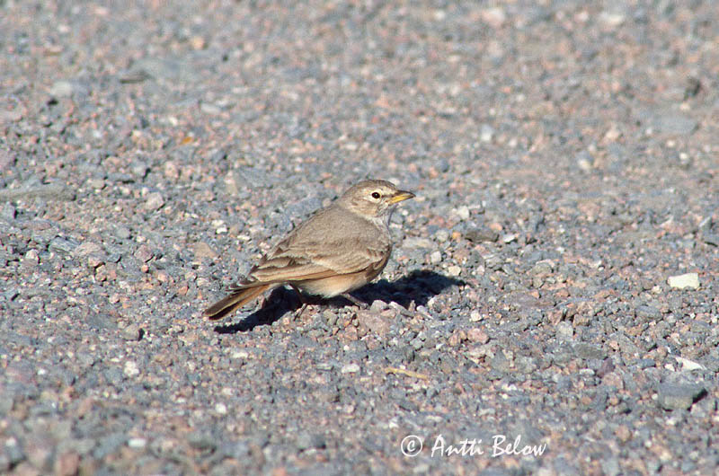 Avainsanat: Woestijnleeuwerik Desert Lark Aavikkokiuru Ammomane isabelline Steinlerche Ørkenlerke Ammomanes deserti Terrera Sahariana Stenökenlärka