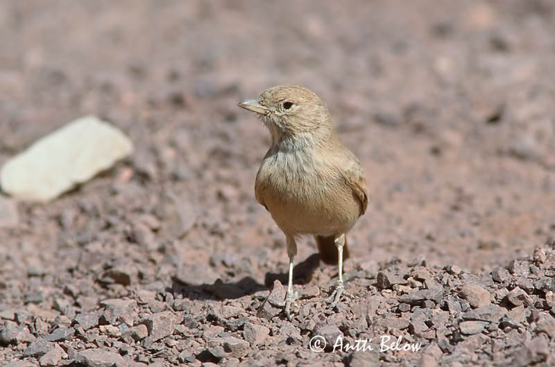 Avainsanat: Woestijnleeuwerik Desert Lark Aavikkokiuru Ammomane isabelline Steinlerche Ørkenlerke Ammomanes deserti Terrera Sahariana Stenökenlärka