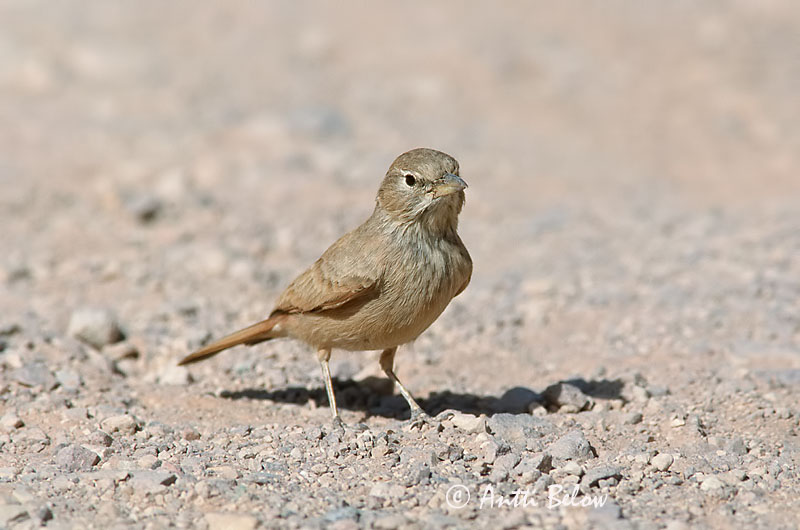Avainsanat: Woestijnleeuwerik Desert Lark Aavikkokiuru Ammomane isabelline Steinlerche Ørkenlerke Ammomanes deserti Terrera Sahariana Stenökenlärka