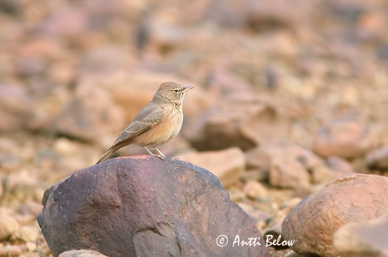 Avainsanat: Woestijnleeuwerik Desert Lark Aavikkokiuru Ammomane isabelline Steinlerche Ørkenlerke Ammomanes deserti Terrera Sahariana Stenökenlärka