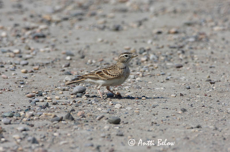 Avainsanat: Terrerola vulgar Korttået lærke Kortteenleeuwerik Greater Short-toed Lark Lyhytvarvaskiuru Alouette calandrelle Kurzzehenlerche Sziki pacsirta Sandlævirki Calandrella Dverglerke Calhandrinha-comum Calandrella brachydactyla Terrera Común Korttålärka