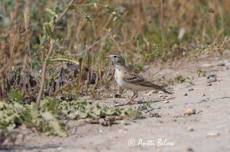Avainsanat: Terrerola vulgar Korttået lærke Kortteenleeuwerik Greater Short-toed Lark Lyhytvarvaskiuru Alouette calandrelle Kurzzehenlerche Sziki pacsirta Sandlævirki Calandrella Dverglerke Calhandrinha-comum Calandrella brachydactyla Terrera Común Korttålärka