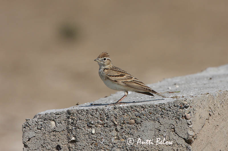 Avainsanat: Terrerola vulgar Korttået lærke Kortteenleeuwerik Greater Short-toed Lark Lyhytvarvaskiuru Alouette calandrelle Kurzzehenlerche Sziki pacsirta Sandlævirki Calandrella Dverglerke Calhandrinha-comum Calandrella brachydactyla Terrera Común Korttålärka