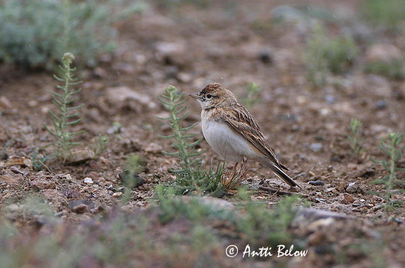 Avainsanat: Terrerola vulgar Korttået lærke Kortteenleeuwerik Greater Short-toed Lark Lyhytvarvaskiuru Alouette calandrelle Kurzzehenlerche Sziki pacsirta Sandlævirki Calandrella Dverglerke Calhandrinha-comum Calandrella brachydactyla Terrera Común Korttålärka