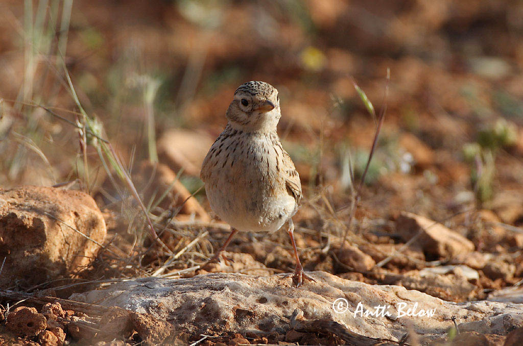 turkey
Avainsanat: Terrerola rogenca Kleine kortteenleeuwerik Lesser Short-toed Lark Pikkukiuru Alouette pispolette Stummellerche Pispoletta Flekkdverglerke Calandrella rufescens Terrera Marismeña Dvärglärka
