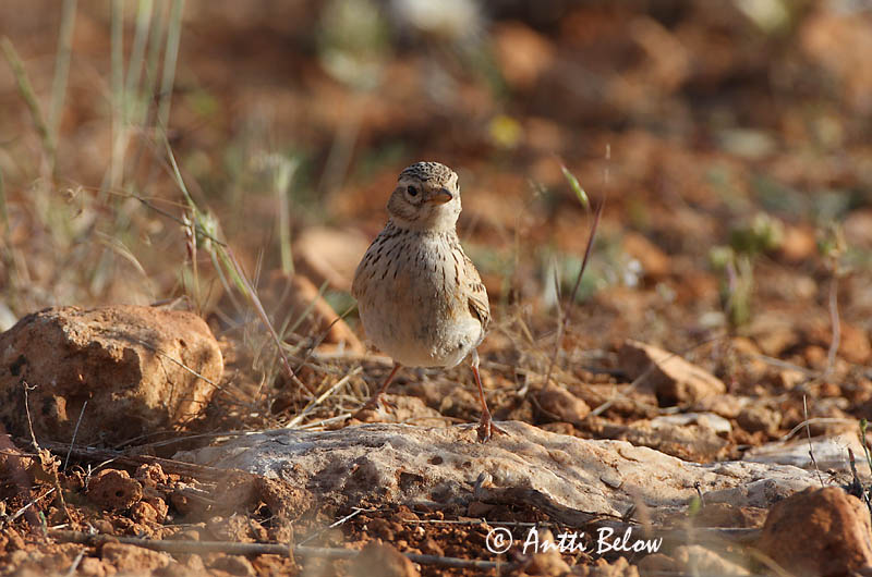 turkey
Avainsanat: Grèvol Hjerpe Hazelhoen Hazel Grouse Laanepüü Pyy Gélinotte des bois Haselhuhn Császármadár Jarpi Francolino di monte Jerpe Galinha-do-mato Bonasa bonasia Grévol Común Järpe