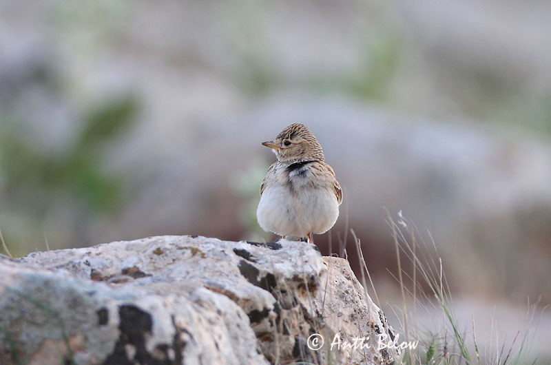 turkey
Avainsanat: Grèvol Hjerpe Hazelhoen Hazel Grouse Laanepüü Pyy Gélinotte des bois Haselhuhn Császármadár Jarpi Francolino di monte Jerpe Galinha-do-mato Bonasa bonasia Grévol Común Järpe