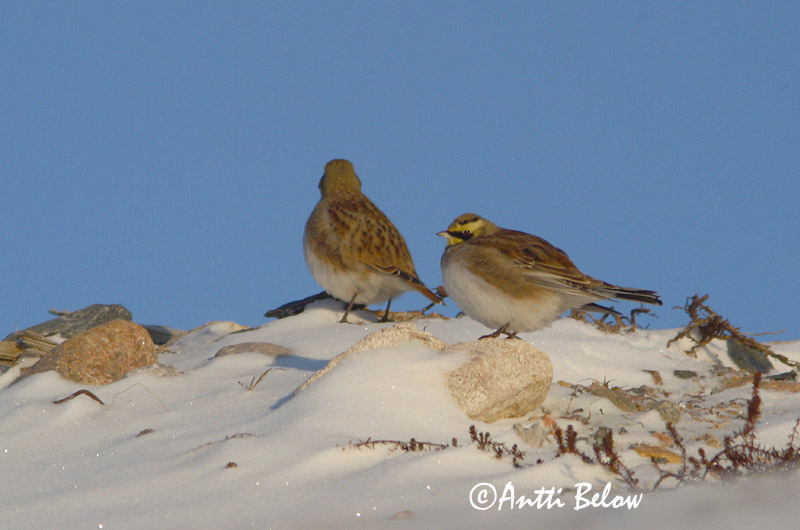 Avainsanat: Alosa banyuda Bjerglærke Strandleeuwerik Shore Lark Sarviklõoke Tunturikiuru Alouette haussecol Ohrenlerche Fülespacsirta Fjallalævirki Fjellerke Cotovia-cornuda Eremophila alpestris Alondra Cornuda Lapona Berglärka