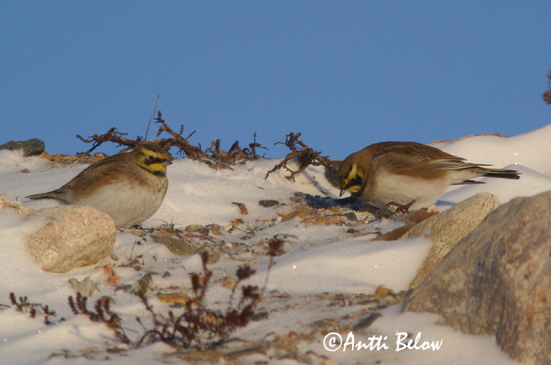 Avainsanat: Alosa banyuda Bjerglærke Strandleeuwerik Shore Lark Sarviklõoke Tunturikiuru Alouette haussecol Ohrenlerche Fülespacsirta Fjallalævirki Fjellerke Cotovia-cornuda Eremophila alpestris Alondra Cornuda Lapona Berglärka