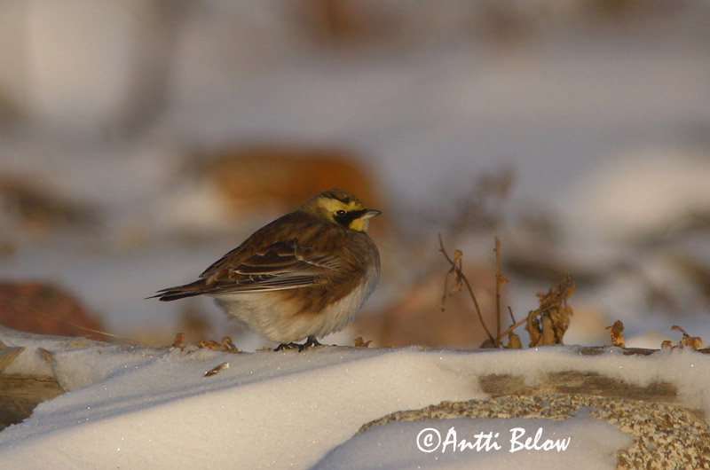 Avainsanat: Alosa banyuda Bjerglærke Strandleeuwerik Shore Lark Sarviklõoke Tunturikiuru Alouette haussecol Ohrenlerche Fülespacsirta Fjallalævirki Fjellerke Cotovia-cornuda Eremophila alpestris Alondra Cornuda Lapona Berglärka