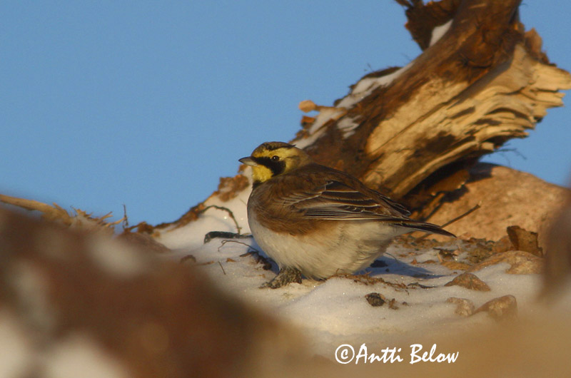 Avainsanat: Alosa banyuda Bjerglærke Strandleeuwerik Shore Lark Sarviklõoke Tunturikiuru Alouette haussecol Ohrenlerche Fülespacsirta Fjallalævirki Fjellerke Cotovia-cornuda Eremophila alpestris Alondra Cornuda Lapona Berglärka