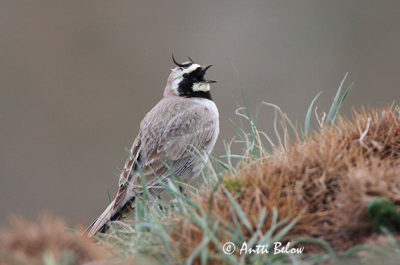 Avainsanat: Alosa banyuda Bjerglærke Strandleeuwerik Shore Lark Sarviklõoke Tunturikiuru Alouette haussecol Ohrenlerche Fülespacsirta Fjallalævirki Fjellerke Cotovia-cornuda Eremophila alpestris Alondra Cornuda Lapona Berglärka