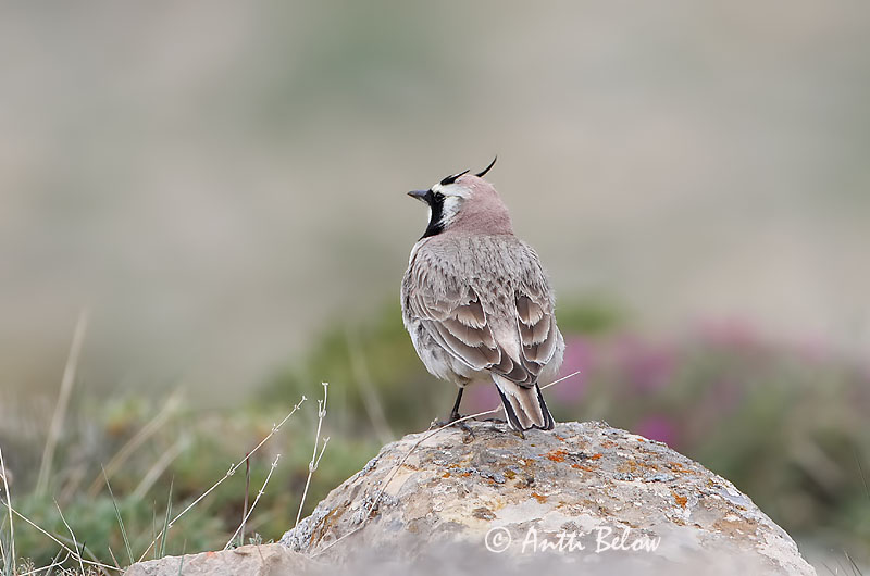 Avainsanat: Alosa banyuda Bjerglærke Strandleeuwerik Shore Lark Sarviklõoke Tunturikiuru Alouette haussecol Ohrenlerche Fülespacsirta Fjallalævirki Fjellerke Cotovia-cornuda Eremophila alpestris Alondra Cornuda Lapona Berglärka