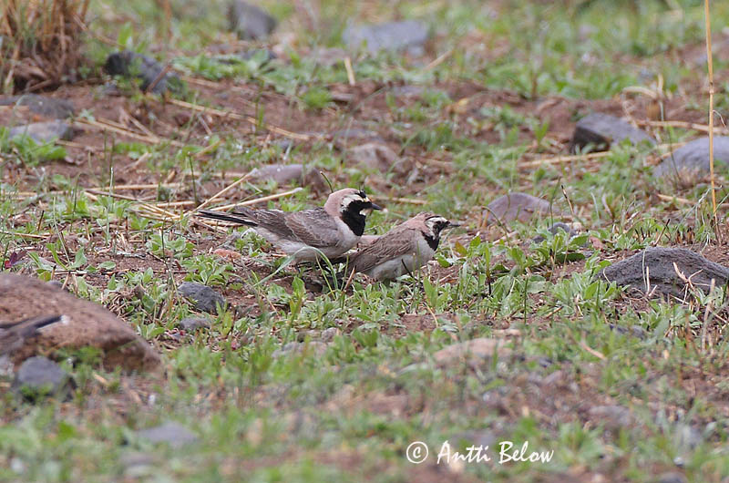 Avainsanat: Alosa banyuda Bjerglærke Strandleeuwerik Shore Lark Sarviklõoke Tunturikiuru Alouette haussecol Ohrenlerche Fülespacsirta Fjallalævirki Fjellerke Cotovia-cornuda Eremophila alpestris Alondra Cornuda Lapona Berglärka