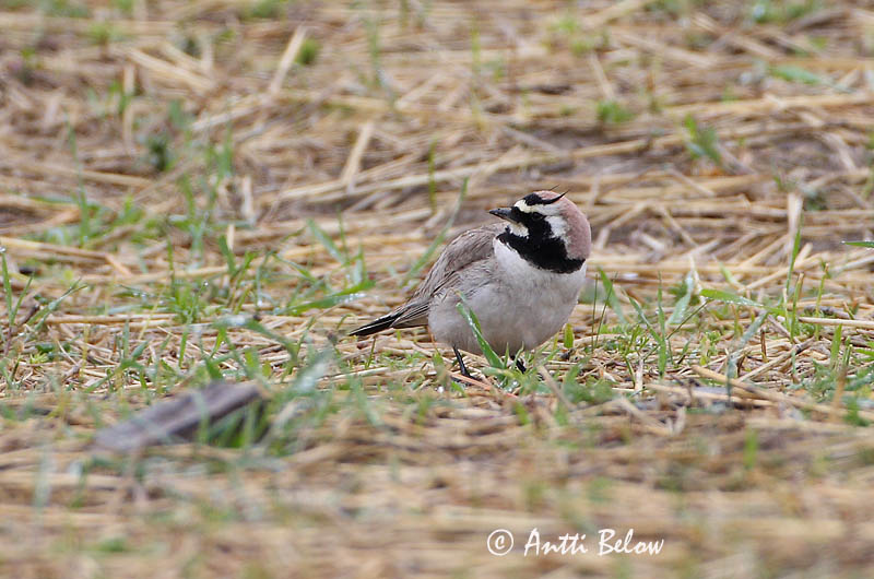 Avainsanat: Alosa banyuda Bjerglærke Strandleeuwerik Shore Lark Sarviklõoke Tunturikiuru Alouette haussecol Ohrenlerche Fülespacsirta Fjallalævirki Fjellerke Cotovia-cornuda Eremophila alpestris Alondra Cornuda Lapona Berglärka