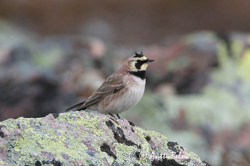 Avainsanat: Alosa banyuda Bjerglærke Strandleeuwerik Shore Lark Sarviklõoke Tunturikiuru Alouette haussecol Ohrenlerche Fülespacsirta Fjallalævirki Fjellerke Cotovia-cornuda Eremophila alpestris Alondra Cornuda Lapona Berglärka