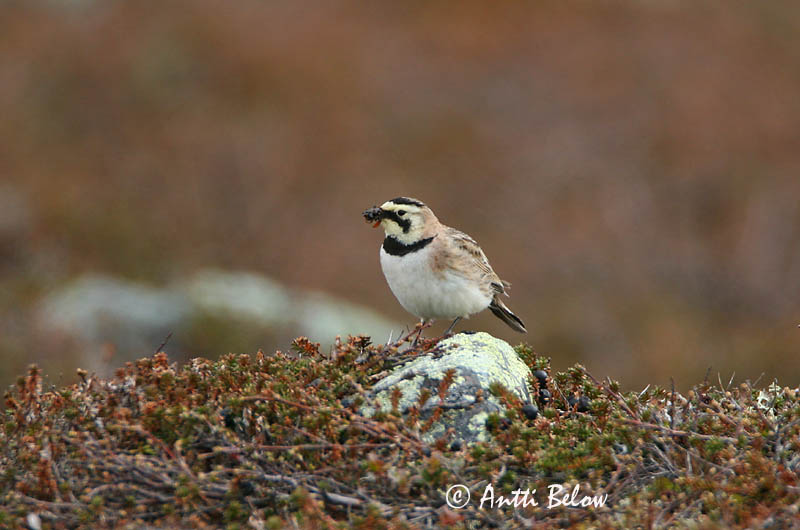 Avainsanat: Alosa banyuda Bjerglærke Strandleeuwerik Shore Lark Sarviklõoke Tunturikiuru Alouette haussecol Ohrenlerche Fülespacsirta Fjallalævirki Fjellerke Cotovia-cornuda Eremophila alpestris Alondra Cornuda Lapona Berglärka