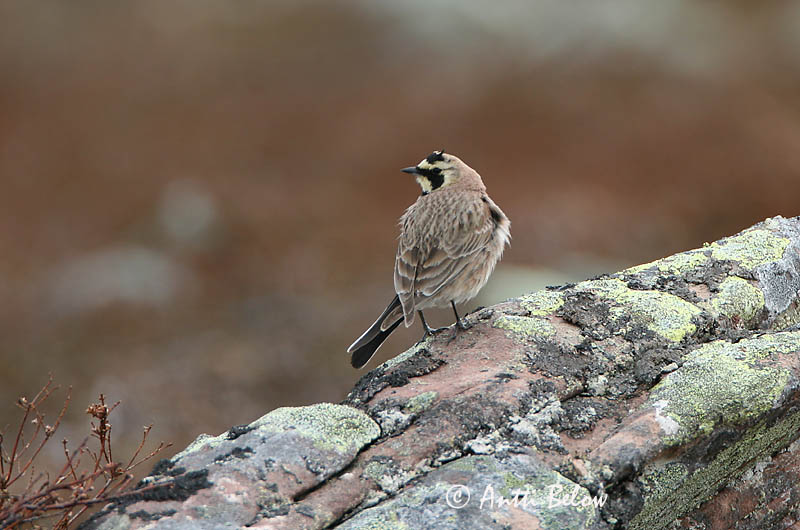 Avainsanat: Alosa banyuda Bjerglærke Strandleeuwerik Shore Lark Sarviklõoke Tunturikiuru Alouette haussecol Ohrenlerche Fülespacsirta Fjallalævirki Fjellerke Cotovia-cornuda Eremophila alpestris Alondra Cornuda Lapona Berglärka