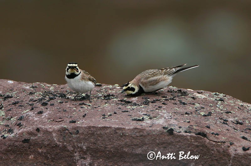 Avainsanat: Alosa banyuda Bjerglærke Strandleeuwerik Shore Lark Sarviklõoke Tunturikiuru Alouette haussecol Ohrenlerche Fülespacsirta Fjallalævirki Fjellerke Cotovia-cornuda Eremophila alpestris Alondra Cornuda Lapona Berglärka
