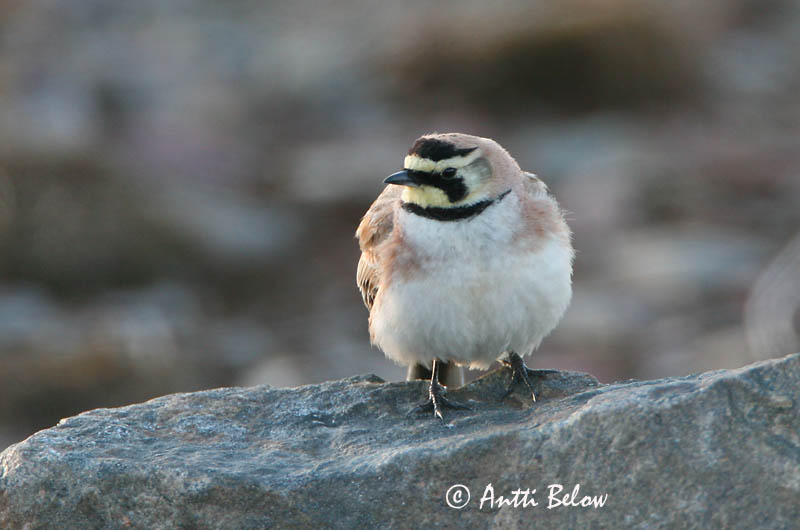 Avainsanat: Alosa banyuda Bjerglærke Strandleeuwerik Shore Lark Sarviklõoke Tunturikiuru Alouette haussecol Ohrenlerche Fülespacsirta Fjallalævirki Fjellerke Cotovia-cornuda Eremophila alpestris Alondra Cornuda Lapona Berglärka